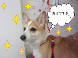 仕上がりコーギー