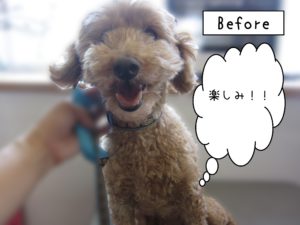 よろしくトイプー