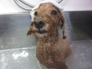 お風呂トイプー