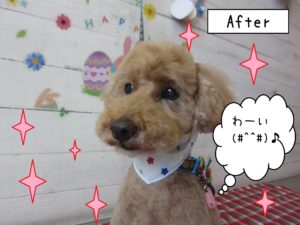 仕上がりトイプー