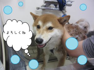 シャンプーしば