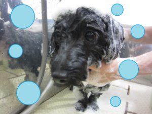 シャンプーミックス