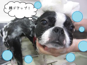 シャンプーボストン