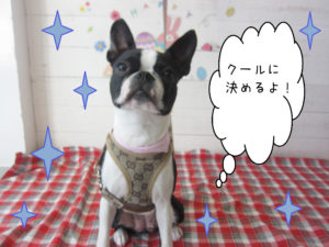 仕上がりボストン