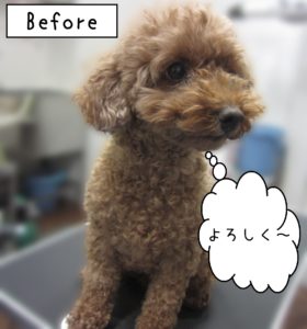 よろしくトイプー