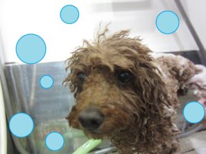 シャンプートイプー