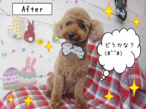 仕上がりトイプー