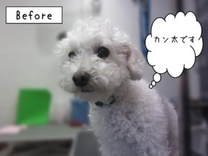 よろしくトイプー