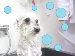 シャンプートイプー