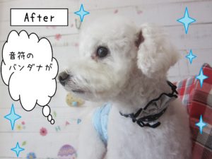 仕上がりトイプー