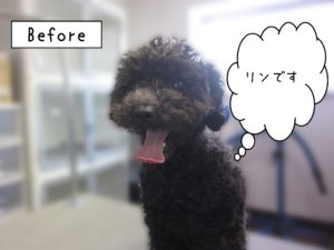 よろしくトイプー