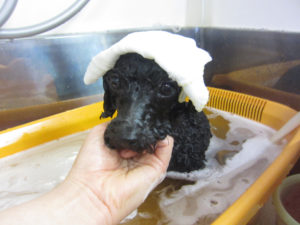 お風呂トイプー