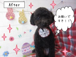 仕上がりトイプー