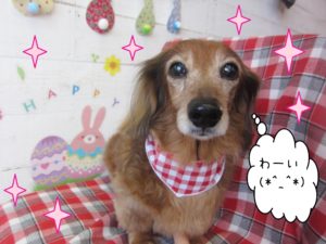 仕上がりダックス