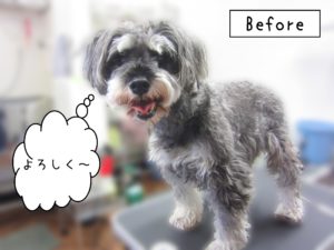 よろしくMシュナ