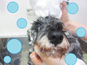 シャンプーMシュナ