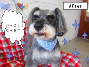 仕上がりMシュナ