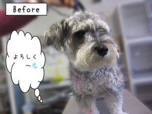 よろしくMシュナ