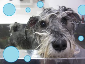 シャンプーMシュナ