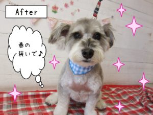 仕上がりMシュナ