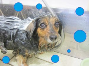 シャンプーミックス