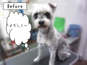 よろしくMシュナ