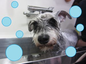 シャンプーMシュナ