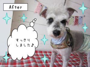 仕上がりMシュナ