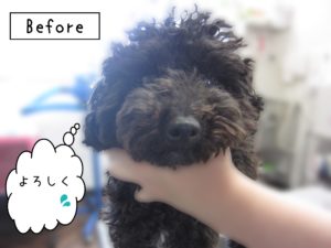 よろしくトイプー