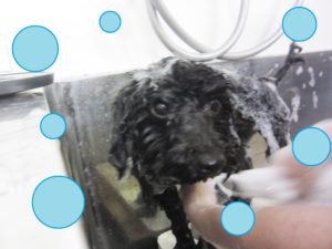 シャンプートイプー