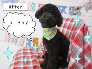 仕上がりトイプー