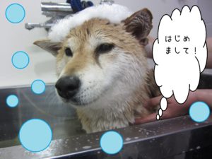 シャンプーしば