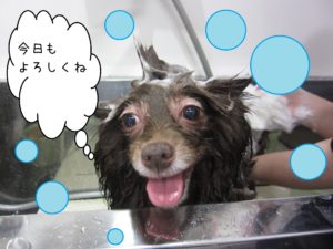 シャンプーポメ