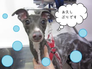 シャンプーイタグレ