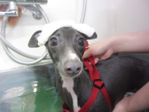 お風呂イタグレ