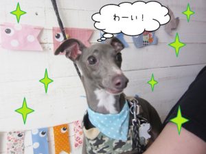 仕上がりイタグレ