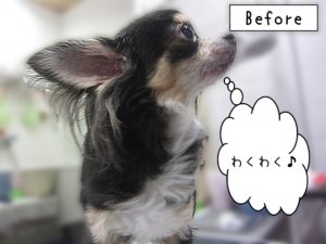 よろしくチワワ