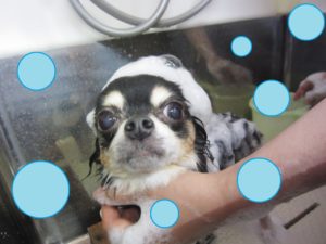 シャンプーチワワ