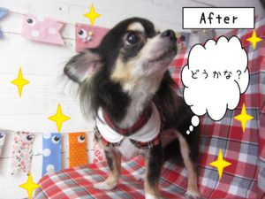 仕上がりチワワ