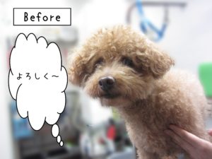 よろしくトイプー