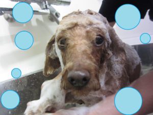 シャンプートイプー