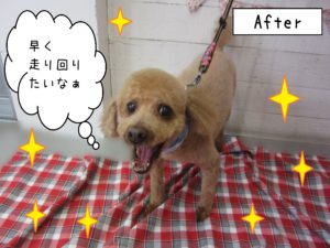 仕上がりトイプー