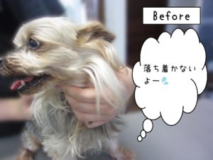 よろしくヨーキー