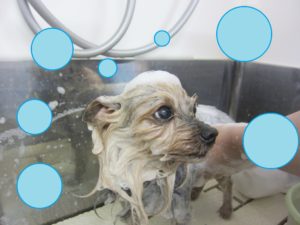 シャンプーヨーキー