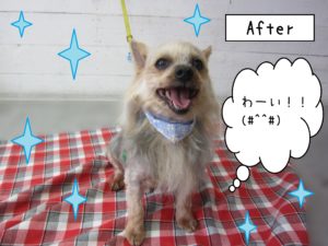 仕上がりヨーキー