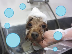 シャンプートイプー