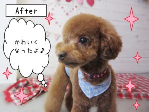仕上がりトイプー