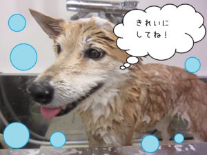 シャンプーミックス