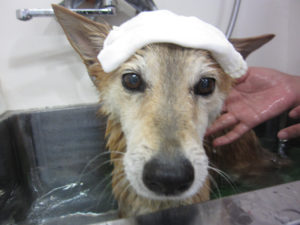 お風呂ミックス