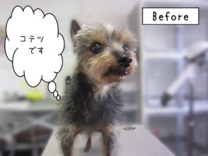 よろしくミックス